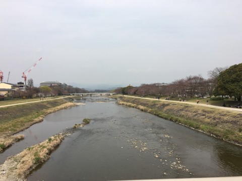 201604鴨川桜咲きかけ